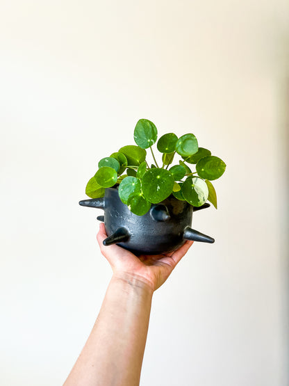Spiky planter